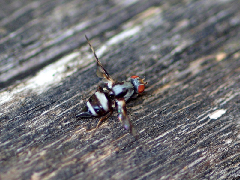 Tephritidae?  No, Ulidiidae: Myennis octopunctata